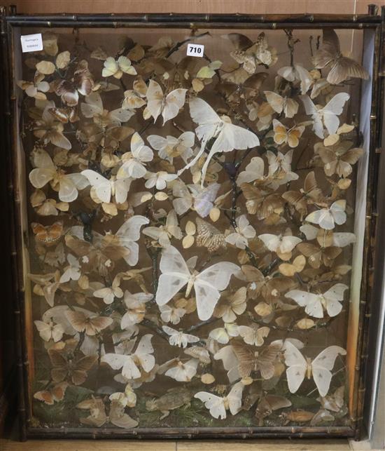A Victorian display case of butterflies W.75cm